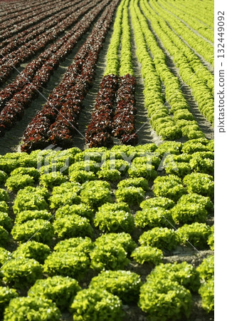 Red little baby lettuce, fields from spain Red little baby lettuce, fields from spain 132449092