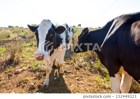 Menorca friesian cows cattle  grazing near Ciutadella 132449121