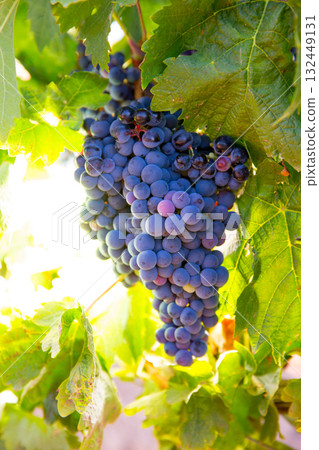 Bobal Wine grapes in vineyard raw ready for harvest 132449131