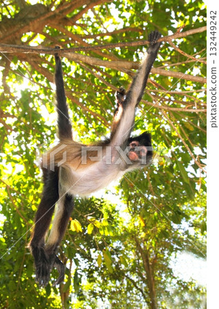 Ateles geoffroyi  Spider Monkey Central America 132449242