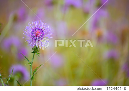 Menorca spring thistle purple flowers Menorca spring thistle purple flowers 132449248