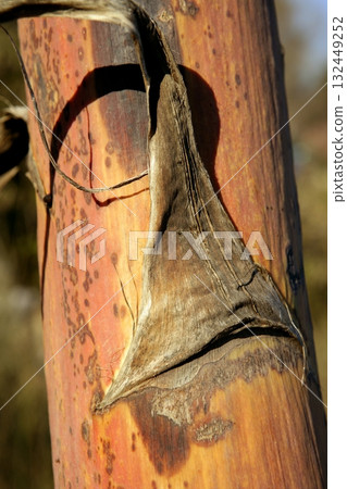Agave, pitera, cactus from mediterranean sea shore 132449252