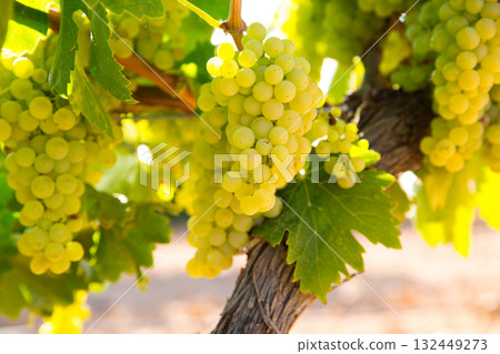 chardonnay Wine grapes in vineyard raw ready for harvest 132449273
