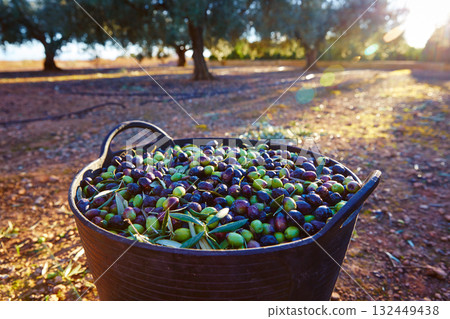 Olives harvest picking in farmer basket 132449438