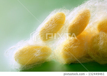 silkworm cocoon many on silk worm net silkworm cocoon many on silk worm net 132449461