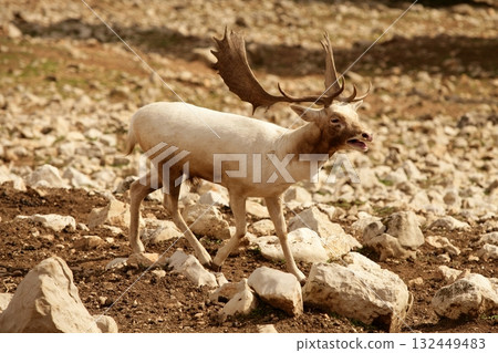 Beautiful white fallow deer on a rocky  132449483