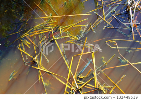 mangrove swamp tropical water detail 132449519