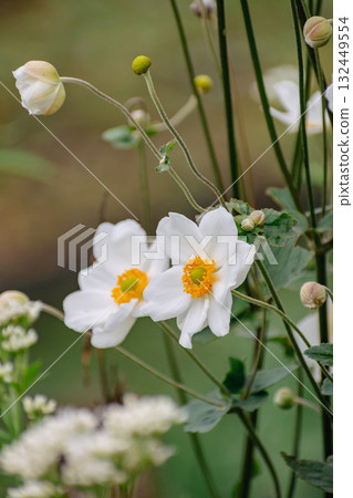 White anemone flowers 132449554