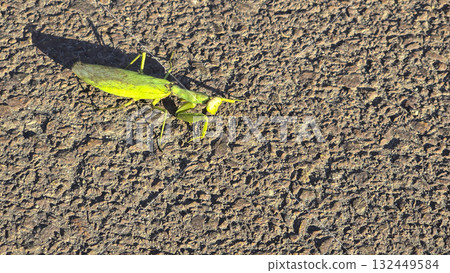 A large green mantis moves slowly along the asphalt. Insects in the wild. 132449584