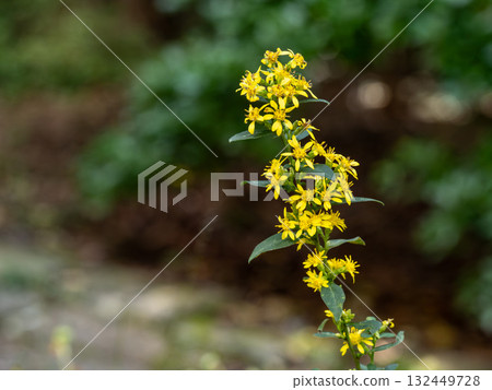 Flowers of Aquinone 132449728