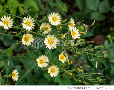 Lactuca oleracea blooming horizontally 132449729