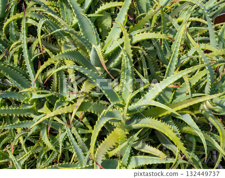 Densely growing Aloe arborescens Densely growing Aloe arborescens 132449737