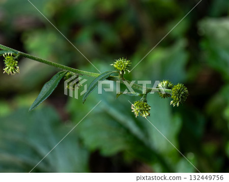 Daylily flowers growing in the shade 132449756