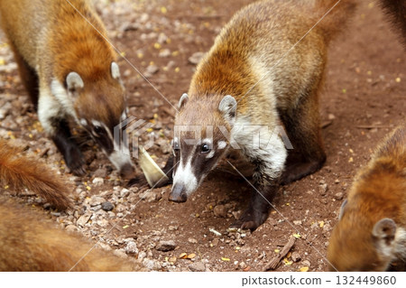 Coati ring Tailed Nasua Narica animal 132449860
