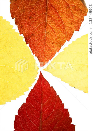 Autumn, fall leaves decorative still at studio white background Autumn, fall leaves decorative still at studio white background 132449908