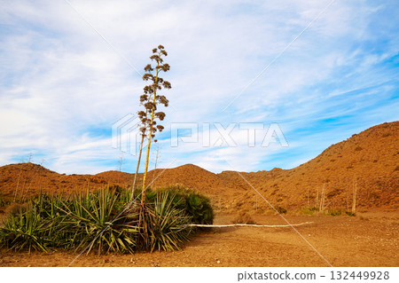 Almeria Cabo de Gata agave flowers in Spain 132449928