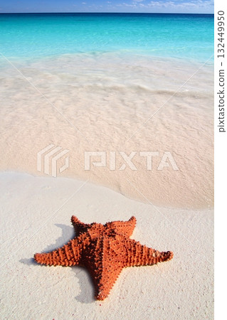 caribbean starfish tropical sand turquoise beach caribbean starfish tropical sand turquoise beach 132449950