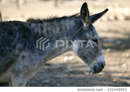 Donkey profile side view portrait in gray  color 132449952