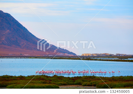 Las Salinas Cabo de Gata Almeria flamingos Spain 132450005
