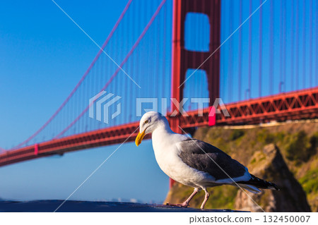 San Francisco Golden Gate Bridge seagull California San Francisco Golden Gate Bridge seagull California 132450007