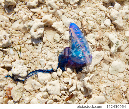 Portuguese man o war Physalia physalis jellyfish Portuguese man o war Physalia physalis jellyfish 132450064