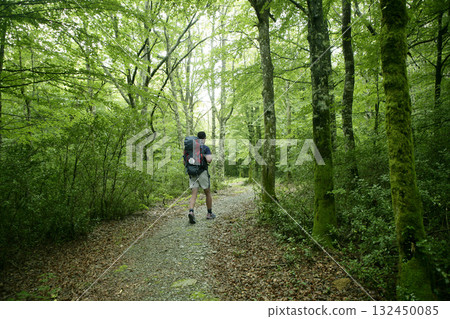 Adventure hiking on beech forest of Pyrenees 132450085