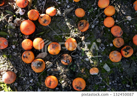 Rotten orange citrus on the floor Rotten orange citrus on the floor 132450087