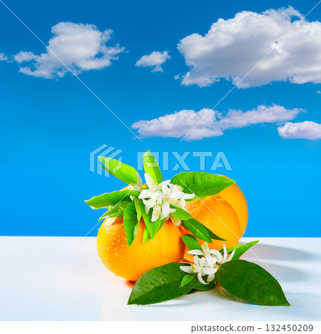 Oranges with orange blossom flowers blue sky Oranges with orange blossom flowers blue sky 132450209