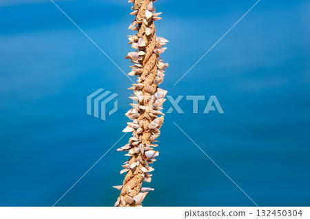 Barnacles growing in marine rope Barnacles growing in marine rope 132450304