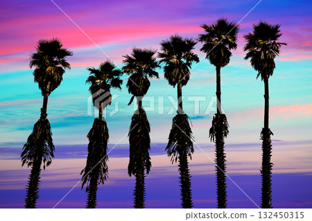 california sunset palm trees washingtonia western coast 132450315