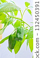 Green pepper cultivation 132450391