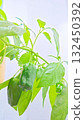 Green pepper cultivation 132450392