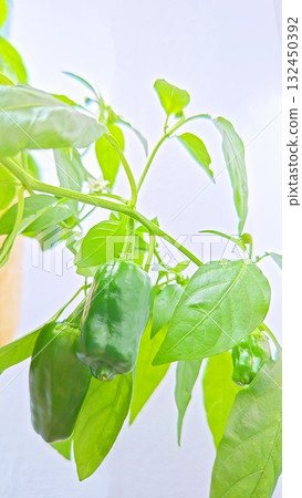 Green pepper cultivation Green pepper cultivation 132450392