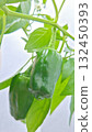 Green pepper cultivation 132450393
