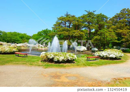 長井市松池公園白杜鵑花公園盛開的杜鵑花 長井市松池公園白杜鵑花公園盛開的杜鵑花 132450419