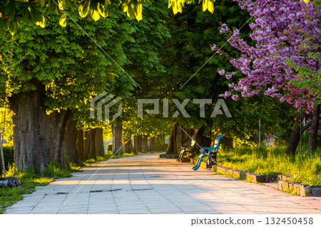 park street on a sunny morning in spring. place with bench in the shade of chestnut alley in uzhhorod city. urban landscape greenery area of kyiv embankment. travel background. pink cherry blossom park street on a sunny morning in spring. place with bench in the shade of chestnut alley in uzhhorod city. urban landscape greenery area of kyiv embankment. travel background. pink cherry blossom 132450458