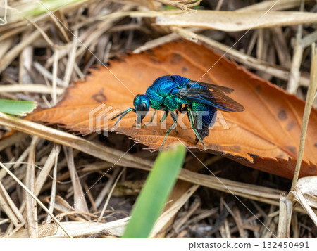 A beautiful giant bat fly resting on a dead leaf A beautiful giant bat fly resting on a dead leaf 132450491
