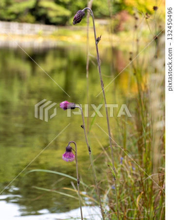 Pipe thistle blooming near the pond 132450496