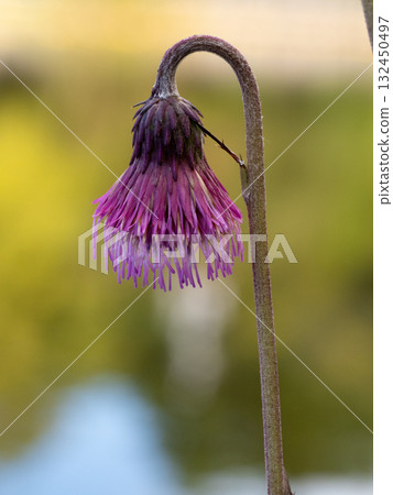 Pipe thistle blooming near the pond Pipe thistle blooming near the pond 132450497