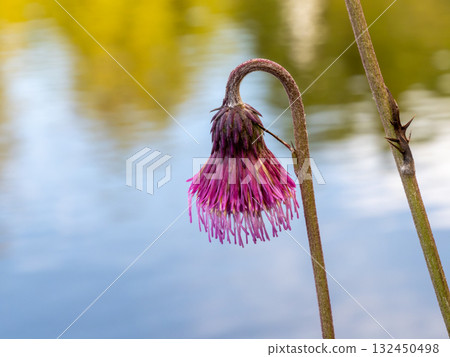 Pipe thistle blooming near the pond 132450498