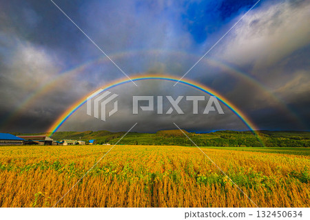 A Rainbow Over a Golden Field - A Miracle After the Rain A Rainbow Over a Golden Field - A Miracle After the Rain 132450634