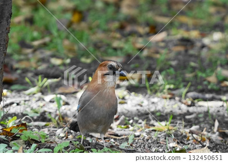A jay on the ground A jay on the ground 132450651