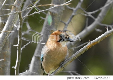 Japanese jay perched on a branch Japanese jay perched on a branch 132450652