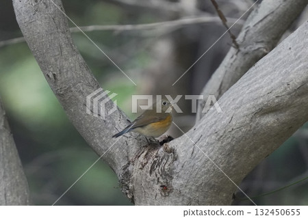 Bluetail flycatcher perching on a tree branch 132450655
