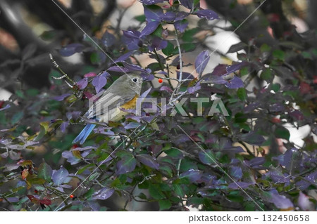 Red-flanked bluetail perching on a branch Red-flanked bluetail perching on a branch 132450658