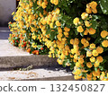 鮮豔的黃色花朵 132450827