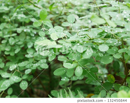 葉片上的雨水02 132450844