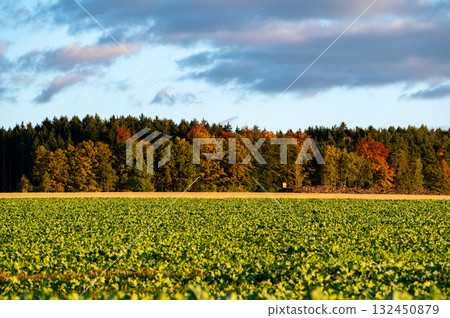 Autumn landscape with colorful trees and forests in shades of orange, red, and yellow near fields and wildlife observation towers, creating a peaceful seasonal scene. Autumn landscape with colorful trees and forests in shades of orange, red, and yellow near fields and wildlife observation towers, creating a peaceful seasonal scene. 132450879