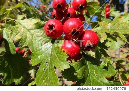 山楂和紅色漿果 山楂和紅色漿果 132450976