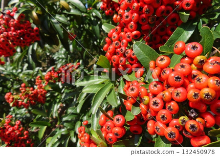 火棘與紅色漿果 火棘與紅色漿果 132450978